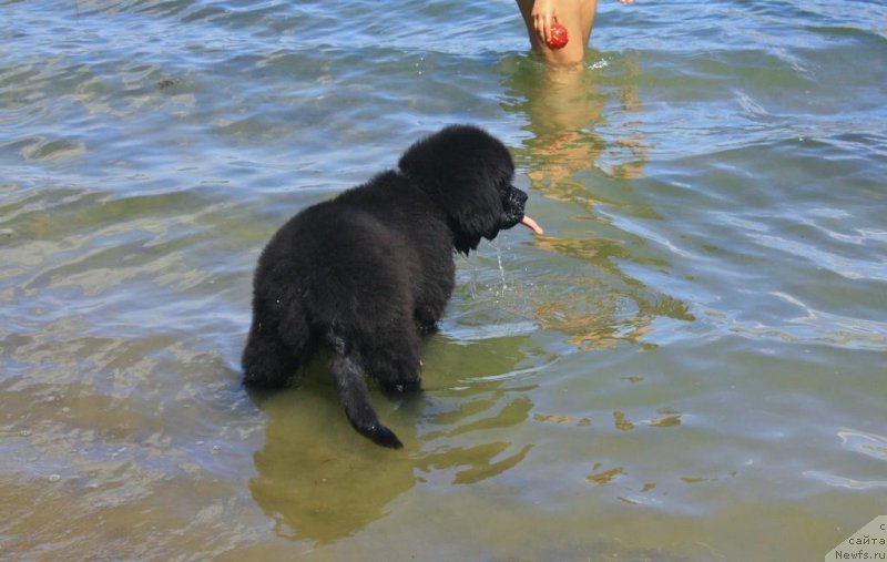 Фото: ньюфаундленд Beguschaya po Volnam Elegant Elizabeth (Бегущая по Волнам Елегант Елизабетх)