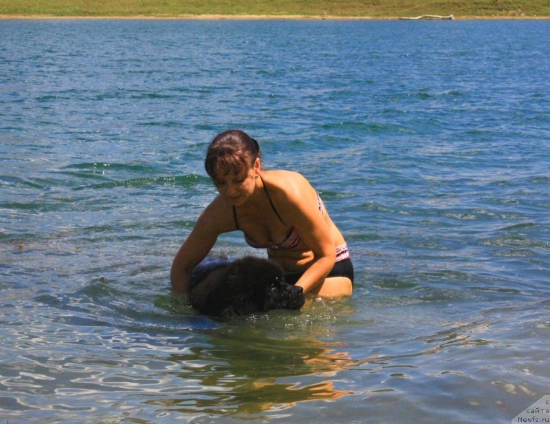 Фото: ньюфаундленд Beguschaya po Volnam Elegant Elizabeth (Бегущая по Волнам Елегант Елизабетх), Ekaterina Harchenko (Екатерина Харченко)