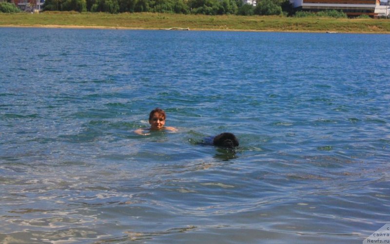 Фото: ньюфаундленд Beguschaya po Volnam Elegant Elizabeth (Бегущая по Волнам Елегант Елизабетх), Ekaterina Harchenko (Екатерина Харченко)