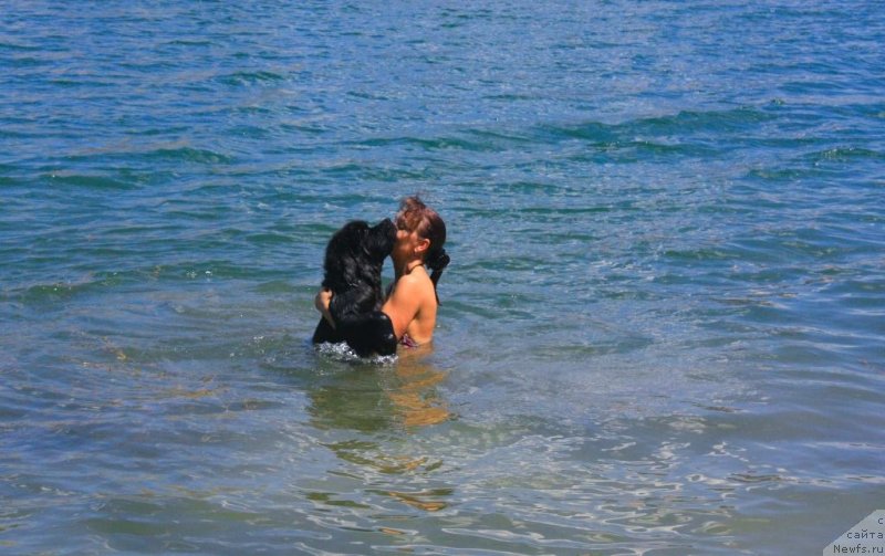 Фото: ньюфаундленд Beguschaya po Volnam Elegant Elizabeth (Бегущая по Волнам Елегант Елизабетх), Ekaterina Harchenko (Екатерина Харченко)