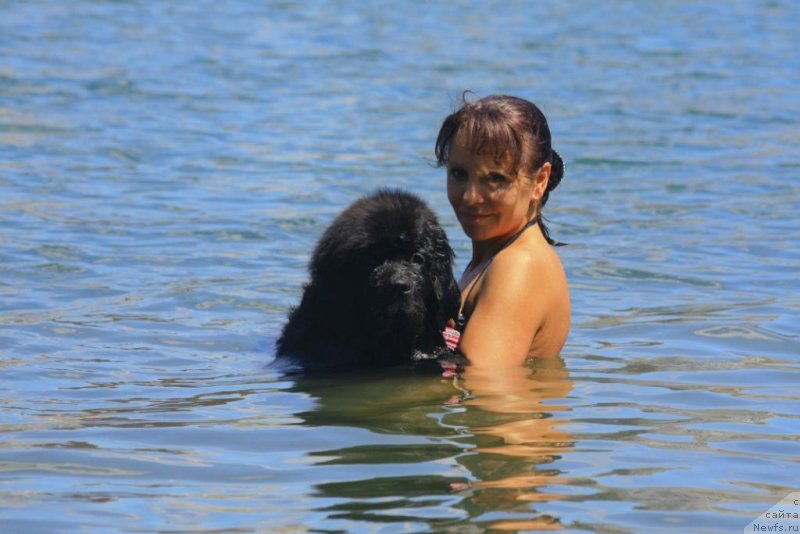 Фото: ньюфаундленд Beguschaya po Volnam Elegant Elizabeth (Бегущая по Волнам Елегант Елизабетх), Ekaterina Harchenko (Екатерина Харченко)