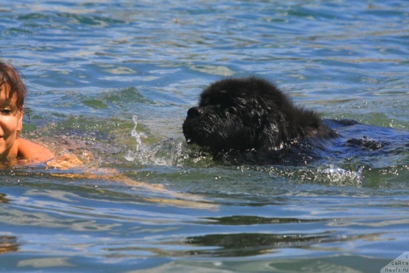Фото: ньюфаундленд Beguschaya po Volnam Elegant Elizabeth (Бегущая по Волнам Елегант Елизабетх)
