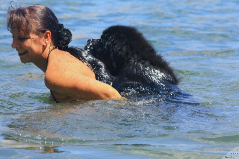 Фото: ньюфаундленд Beguschaya po Volnam Elegant Elizabeth (Бегущая по Волнам Елегант Елизабетх), Ekaterina Harchenko (Екатерина Харченко)