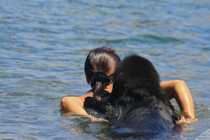 Фото: ньюфаундленд Beguschaya po Volnam Elegant Elizabeth (Бегущая по Волнам Елегант Елизабетх), Ekaterina Harchenko (Екатерина Харченко)