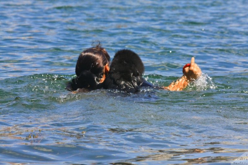 Фото: ньюфаундленд Beguschaya po Volnam Elegant Elizabeth (Бегущая по Волнам Елегант Елизабетх), Ekaterina Harchenko (Екатерина Харченко)