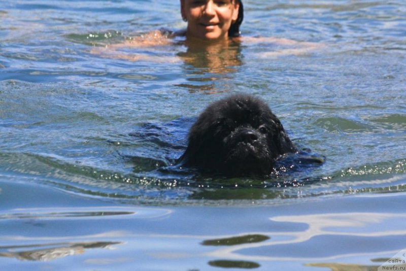 Фото: ньюфаундленд Beguschaya po Volnam Elegant Elizabeth (Бегущая по Волнам Елегант Елизабетх), Ekaterina Harchenko (Екатерина Харченко)