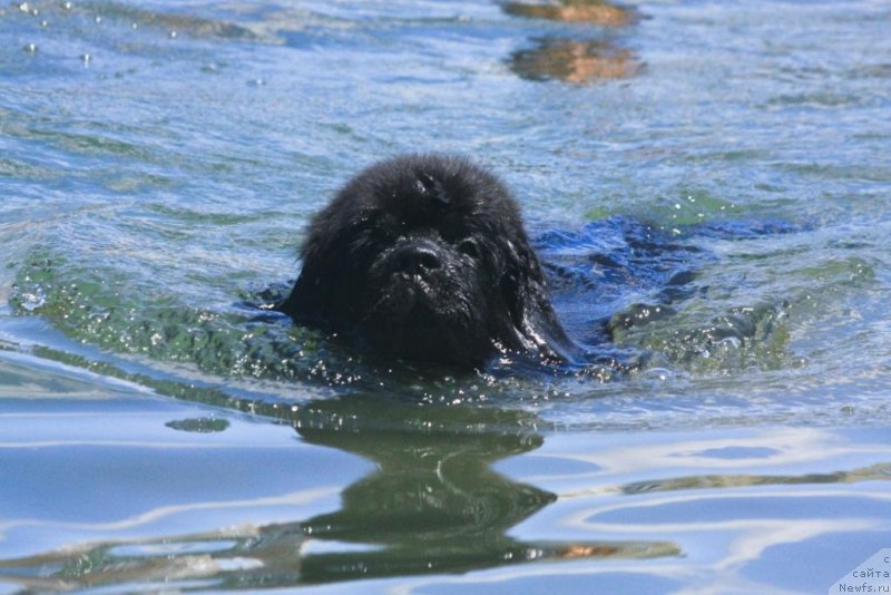 Фото: ньюфаундленд Beguschaya po Volnam Elegant Elizabeth (Бегущая по Волнам Елегант Елизабетх)