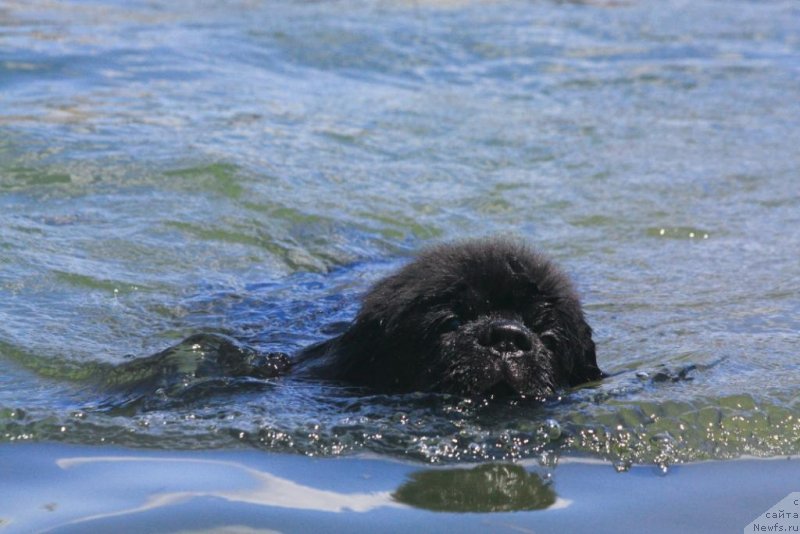 Фото: ньюфаундленд Beguschaya po Volnam Elegant Elizabeth (Бегущая по Волнам Елегант Елизабетх)