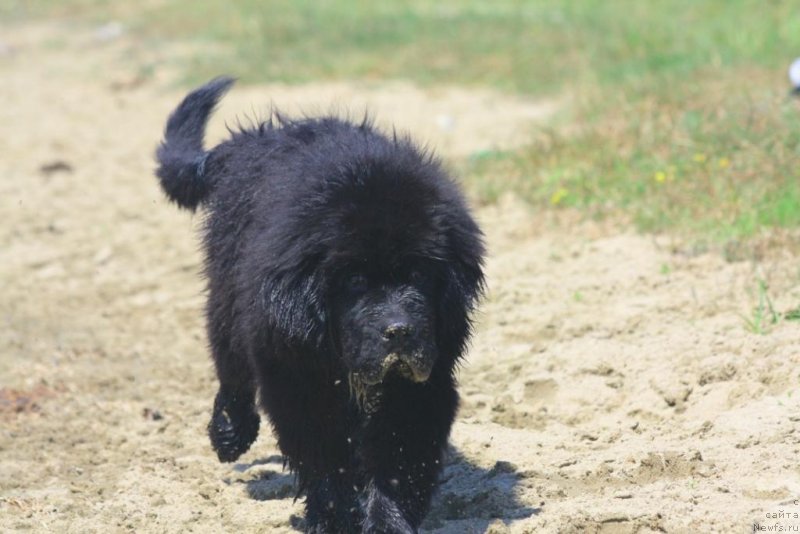 Фото: ньюфаундленд Beguschaya po Volnam Elegant Elizabeth (Бегущая по Волнам Елегант Елизабетх)