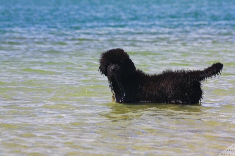 Фото: ньюфаундленд Beguschaya po Volnam Elegant Elizabeth (Бегущая по Волнам Елегант Елизабетх)