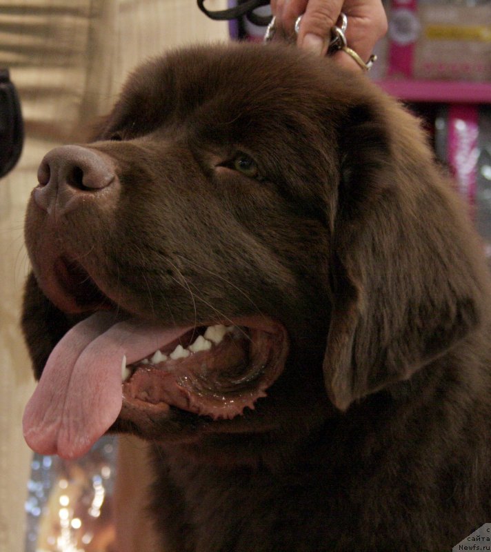 Фото: ньюфаундленд Aquatoriya Kelvin Heather Honey (Акватория Келвин Хизер Хани)