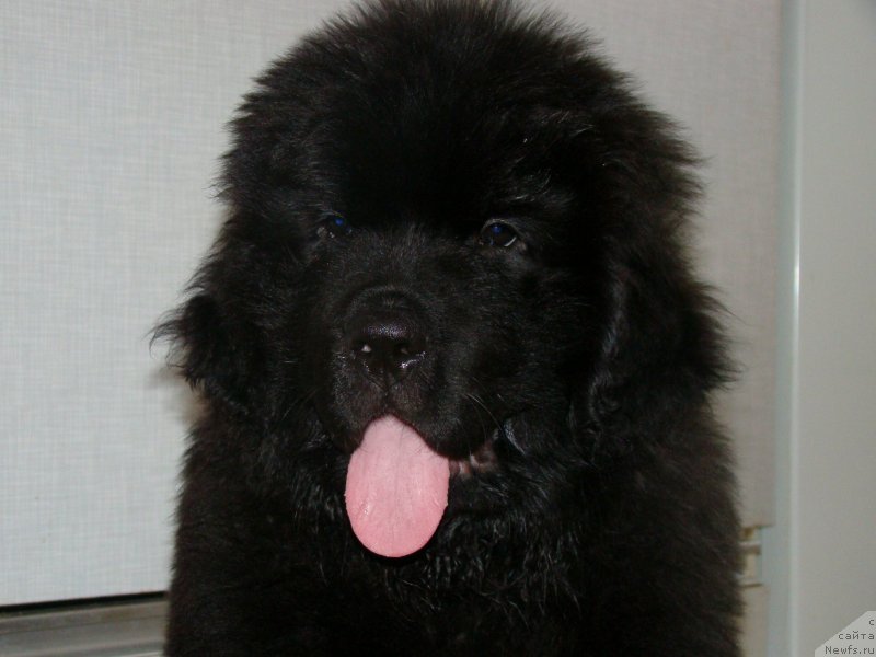 Фото: ньюфаундленд Smigar L'vinoe Serdce (Смигар Львиное Сердце)