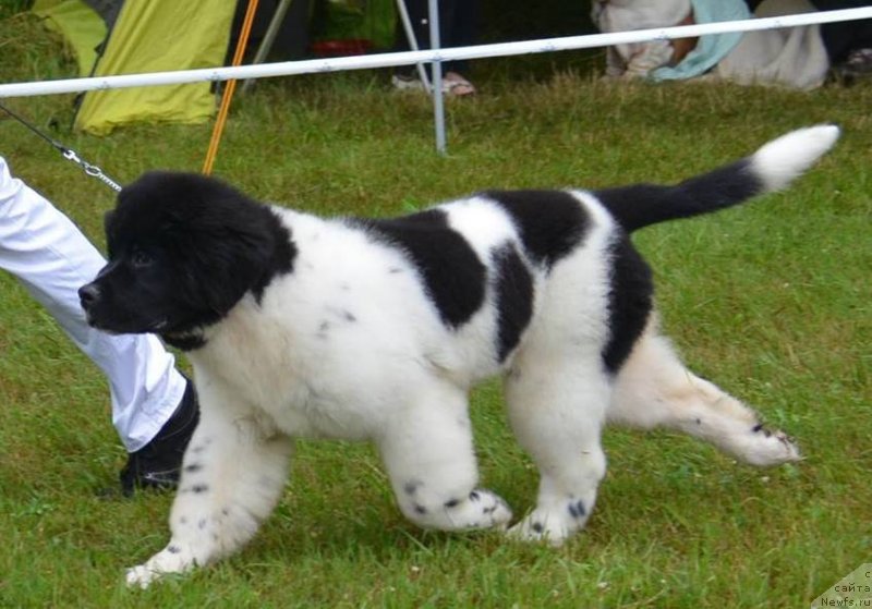 Фотография № 129772