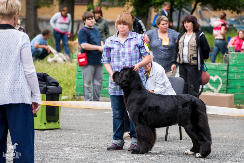 Фото: Nataliya Snigireva (Наталия Снигирева), ньюфаундленд Super Bizon Indiya (Супер Бизон Индия)