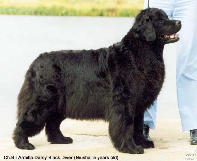 Фото: ньюфаундленд Armilla Darsi Blyek Dayver (Армилла Дарси Блэк Дайвер)