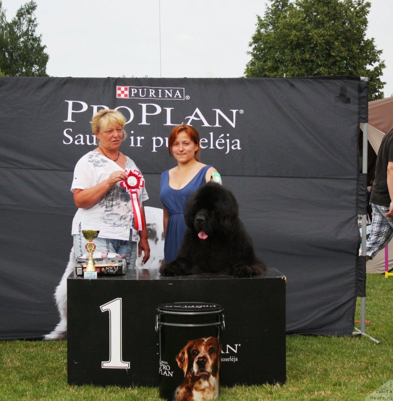 Фото: ньюфаундленд Wings of Glory Nuo Ozo Kalvu