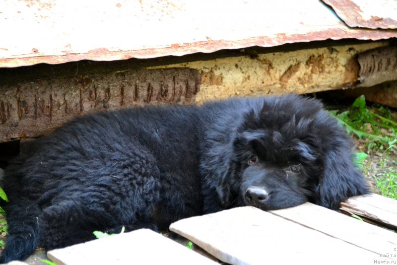 Фото: ньюфаундленд Vanilla Koka-Kola (Ванилла Кока-Кола)