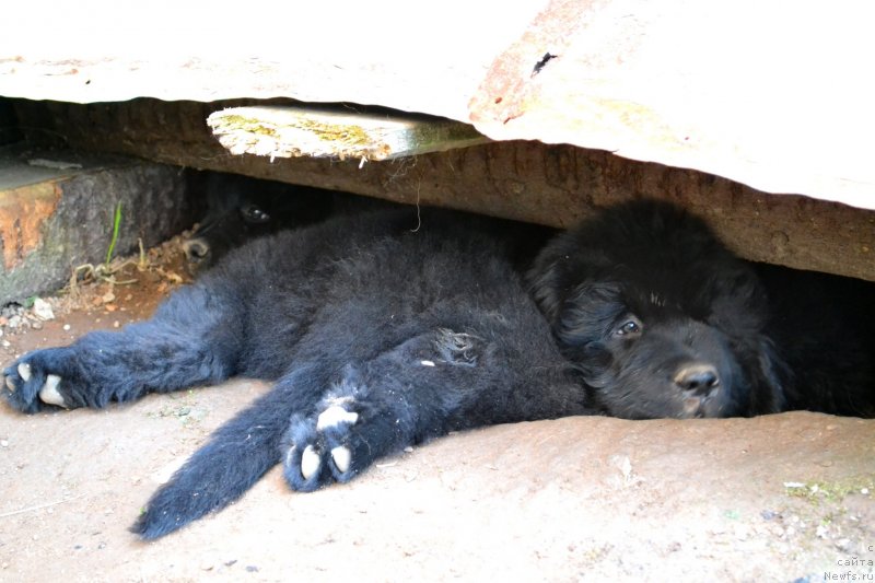 Фото: ньюфаундленд Vanilla Koka-Kola (Ванилла Кока-Кола), ньюфаундленд Vinsent Drukki Intrigant (Винсент Друкки Интригант)
