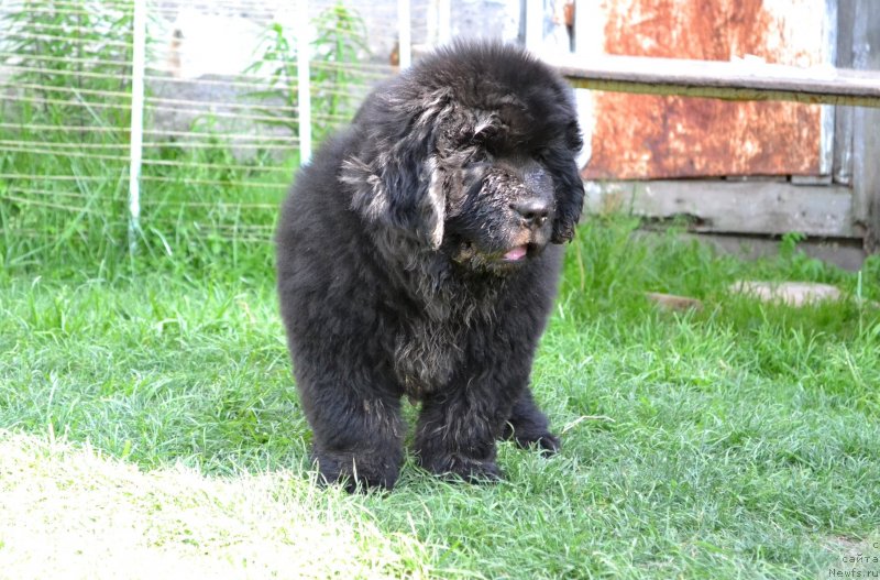 Фото: ньюфаундленд Vinsent Drukki Intrigant (Винсент Друкки Интригант)