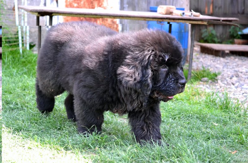 Фото: ньюфаундленд Vinsent Drukki Intrigant (Винсент Друкки Интригант)