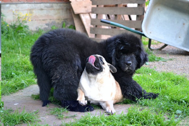 Фото: ньюфаундленд Vinsent Drukki Intrigant (Винсент Друкки Интригант), Потап Розали Белл