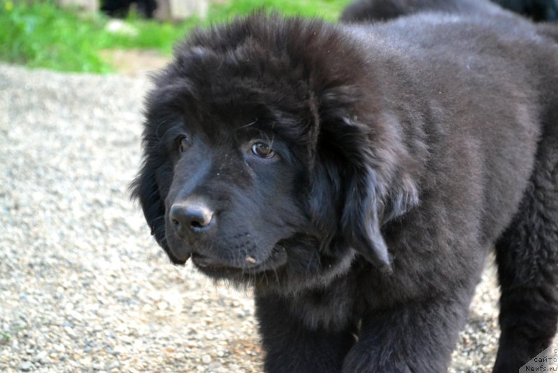 Фото: ньюфаундленд Vaviloniya Best (Вавилония Бест)