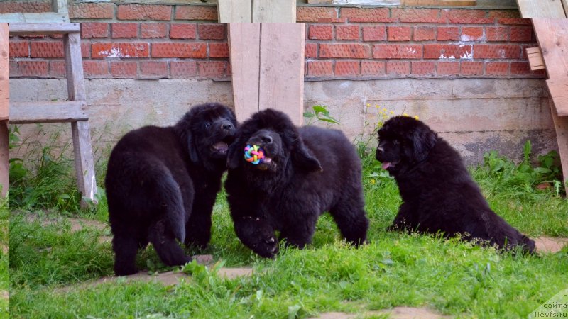 Фото: ньюфаундленд Vaviloniya Best (Вавилония Бест), ньюфаундленд Vinsent Drukki Intrigant (Винсент Друкки Интригант), ньюфаундленд Vanilla Koka-Kola (Ванилла Кока-Кола)