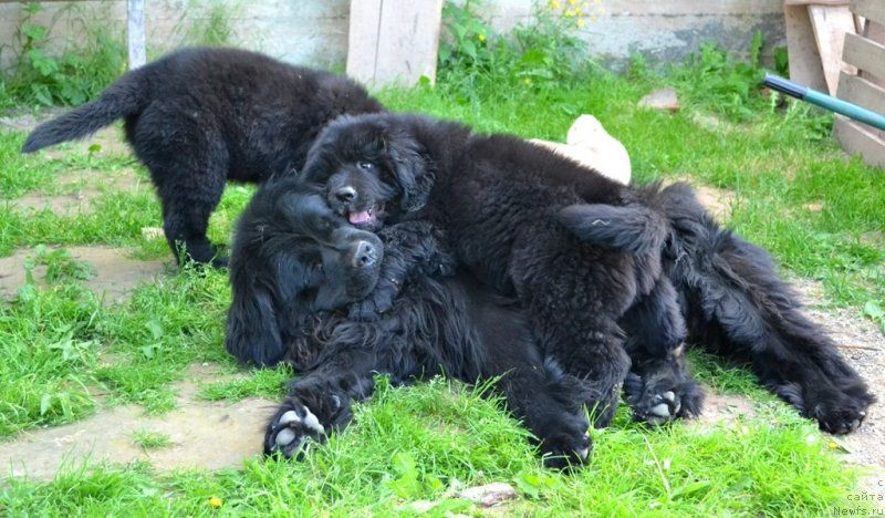 Фото: ньюфаундленд Ih Vyisochestvo Vladlena Madjiks (Их Высочество Владлена Маджикс), ньюфаундленд Vinsent Drukki Intrigant (Винсент Друкки Интригант)