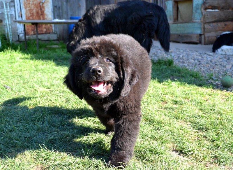 Фото: ньюфаундленд Vaviloniya Best (Вавилония Бест)