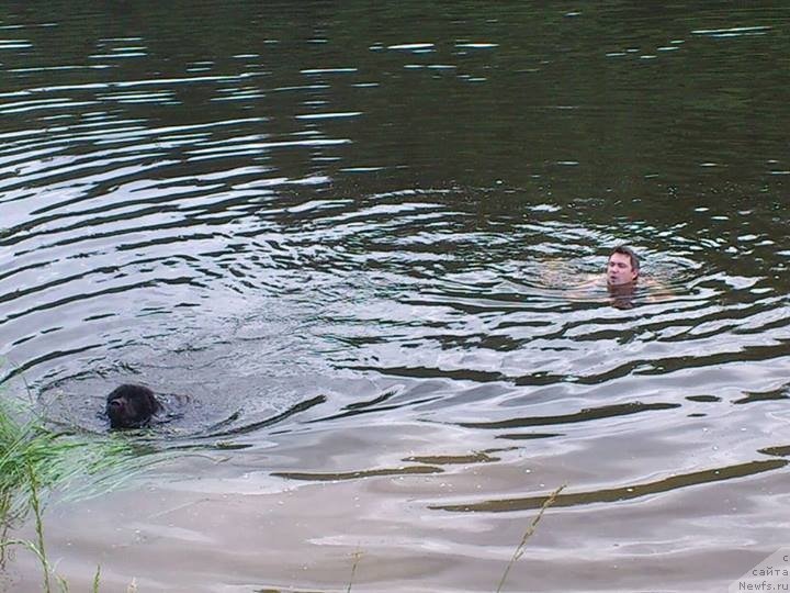 Фото: ньюфаундленд Van Len Taym Older (Ван Лен Тайм Олдер)