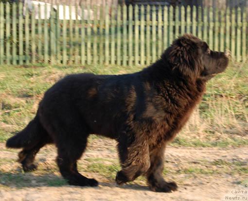 Фото: ньюфаундленд Sent Djons Orfey (Сент Джонс Орфей)