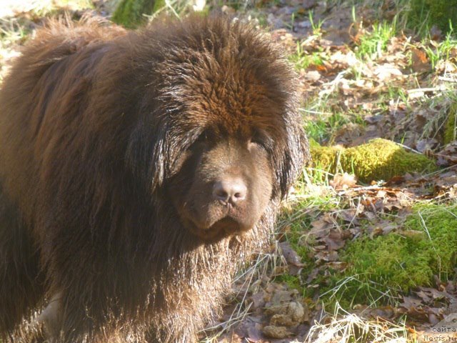Фото: ньюфаундленд Hello I am Czar s Berega Dona (Хелло Ай Эм Царь с Берега Дона)