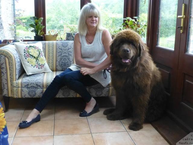 Фото: ньюфаундленд Hello I am Czar s Berega Dona (Хелло Ай Эм Царь с Берега Дона)