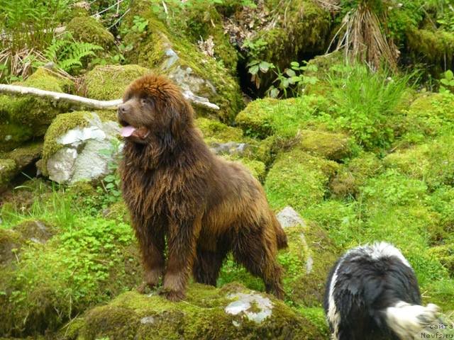 Фото: ньюфаундленд Hello I am Czar s Berega Dona (Хелло Ай Эм Царь с Берега Дона)