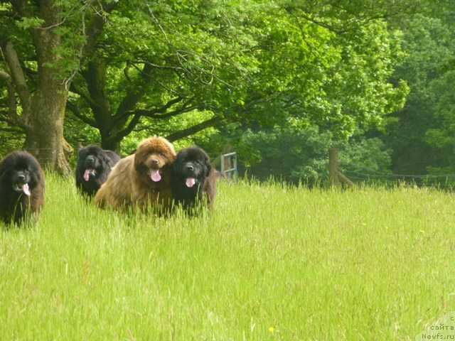 Фото: ньюфаундленд Hello I am Czar s Berega Dona (Хелло Ай Эм Царь с Берега Дона)