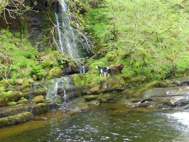 Фото: ньюфаундленд Hello I am Czar s Berega Dona (Хелло Ай Эм Царь с Берега Дона)
