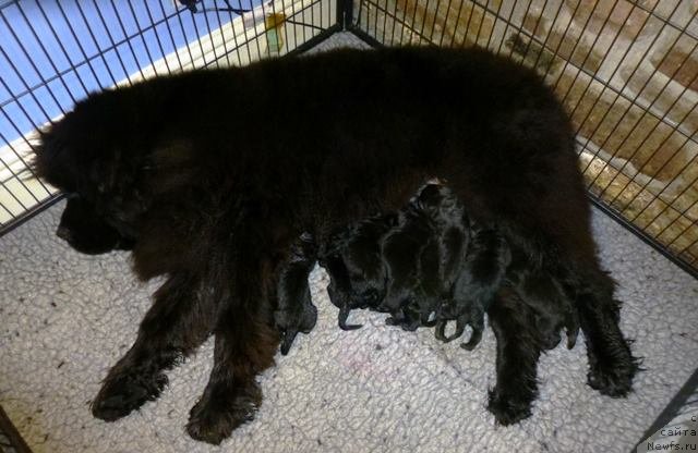 Фото: ньюфаундленд Hello I am Czar s Berega Dona (Хелло Ай Эм Царь с Берега Дона), стал отцом!