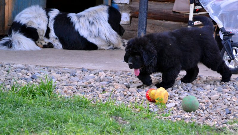 Фото: ньюфаундленд Super Bizon Ekaterinburg (Супер Бизон Екатеринбург), ньюфаундленд Vanilla Koka-Kola (Ванилла Кока-Кола)