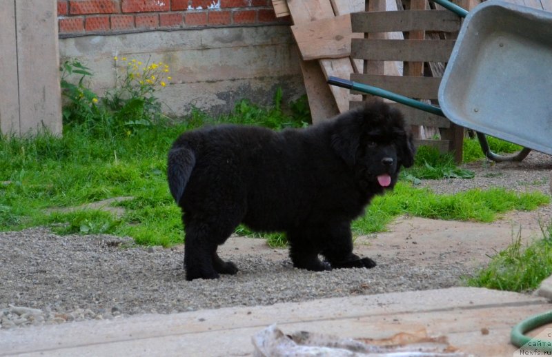 Фото: ньюфаундленд Vanilla Koka-Kola (Ванилла Кока-Кола)