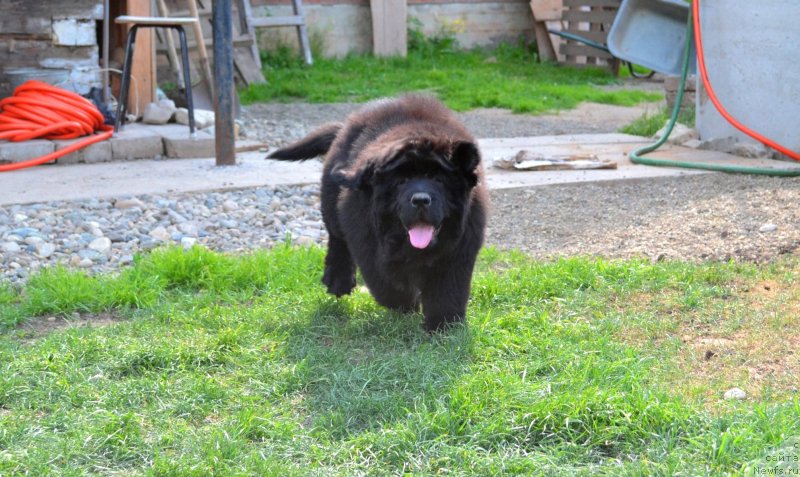 Фото: ньюфаундленд Vanilla Koka-Kola (Ванилла Кока-Кола)