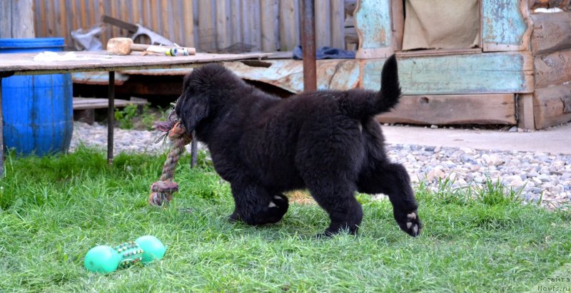 Фото: ньюфаундленд Vaviloniya Best (Вавилония Бест)