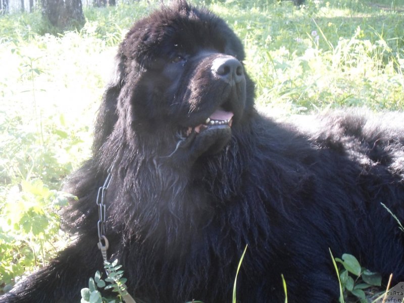 Фото: ньюфаундленд Blyek Daymond iz Arkaima (Блэк Даймонд из Аркаима)