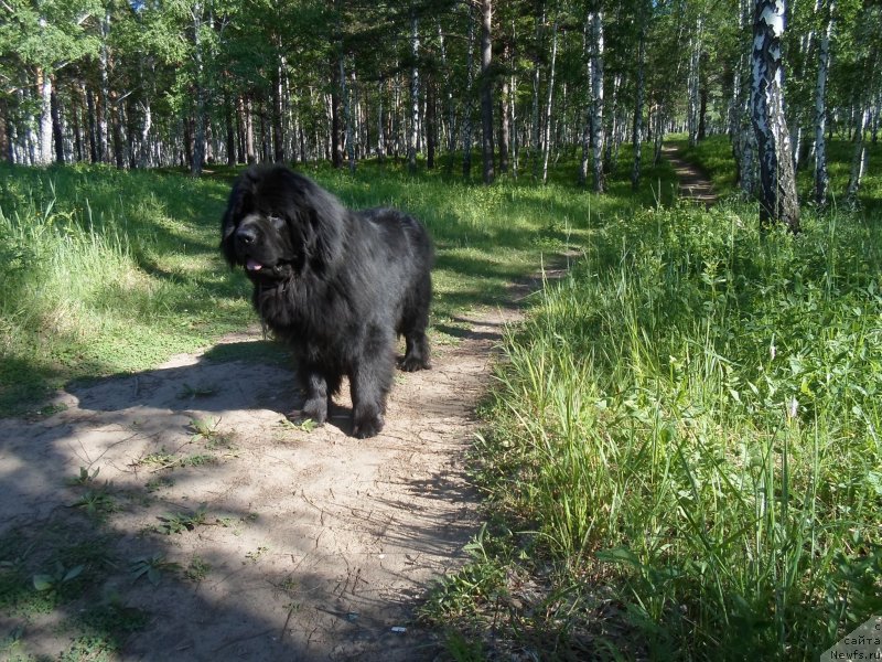 Фото: ньюфаундленд Blyek Daymond iz Arkaima (Блэк Даймонд из Аркаима)