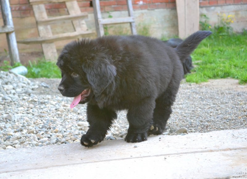 Фото: ньюфаундленд Vanilla Koka-Kola (Ванилла Кока-Кола)