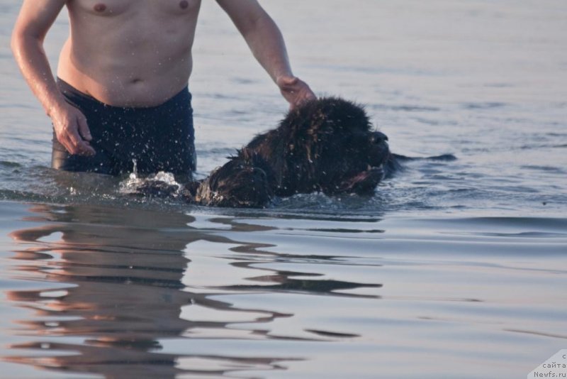 Фото: ньюфаундленд Jguchiy Bryunet s Berega Dona (Жгучий Брюнет с Берега Дона), ньюфаундленд Beguschaya po Volnam Elegant Elizabeth (Бегущая по Волнам Елегант Елизабетх)