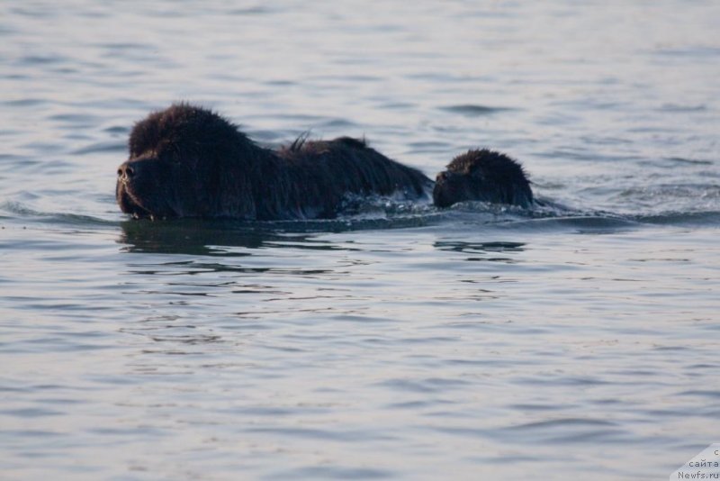Фото: ньюфаундленд Jguchiy Bryunet s Berega Dona (Жгучий Брюнет с Берега Дона), ньюфаундленд Beguschaya po Volnam Elegant Elizabeth (Бегущая по Волнам Елегант Елизабетх)