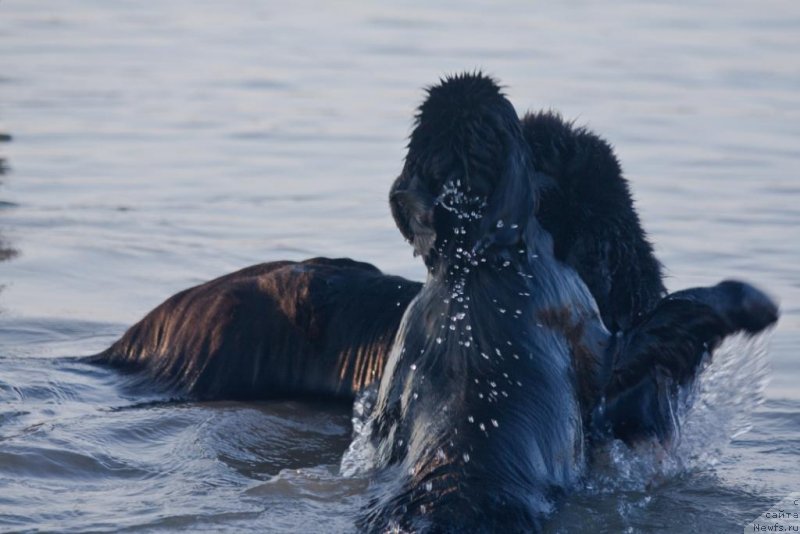 Фото: ньюфаундленд Jguchiy Bryunet s Berega Dona (Жгучий Брюнет с Берега Дона), ньюфаундленд Beguschaya po Volnam Elegant Elizabeth (Бегущая по Волнам Елегант Елизабетх)