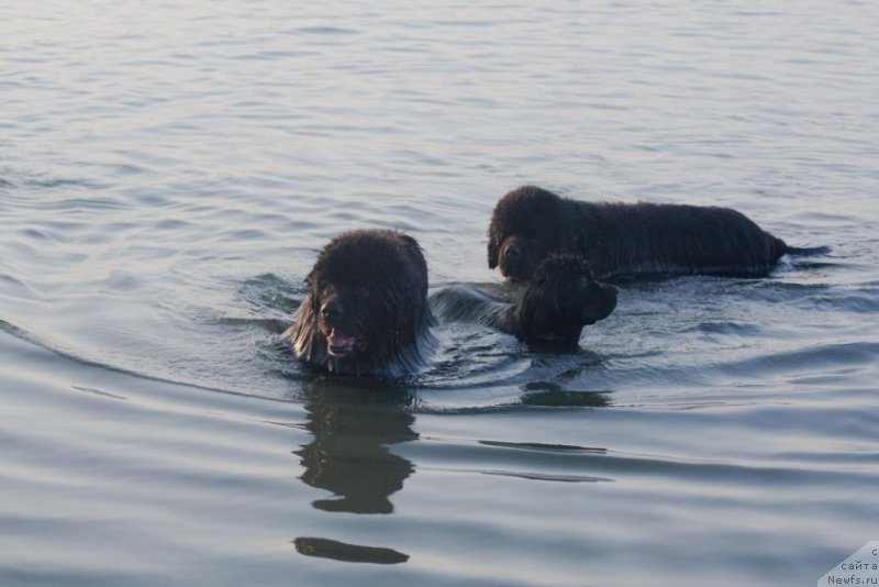 Фото: ньюфаундленд Jguchiy Bryunet s Berega Dona (Жгучий Брюнет с Берега Дона), ньюфаундленд Beguschaya po Volnam Elegant Elizabeth (Бегущая по Волнам Елегант Елизабетх), ньюфаундленд Knyaz Dodon s Berega Dona (Князь Додон с Берега Дона)