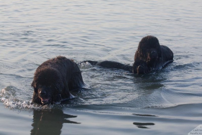 Фото: ньюфаундленд Jguchiy Bryunet s Berega Dona (Жгучий Брюнет с Берега Дона), ньюфаундленд Beguschaya po Volnam Elegant Elizabeth (Бегущая по Волнам Елегант Елизабетх), ньюфаундленд Knyaz Dodon s Berega Dona (Князь Додон с Берега Дона)
