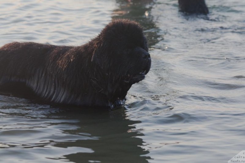 Фото: ньюфаундленд Knyaz Dodon s Berega Dona (Князь Додон с Берега Дона)